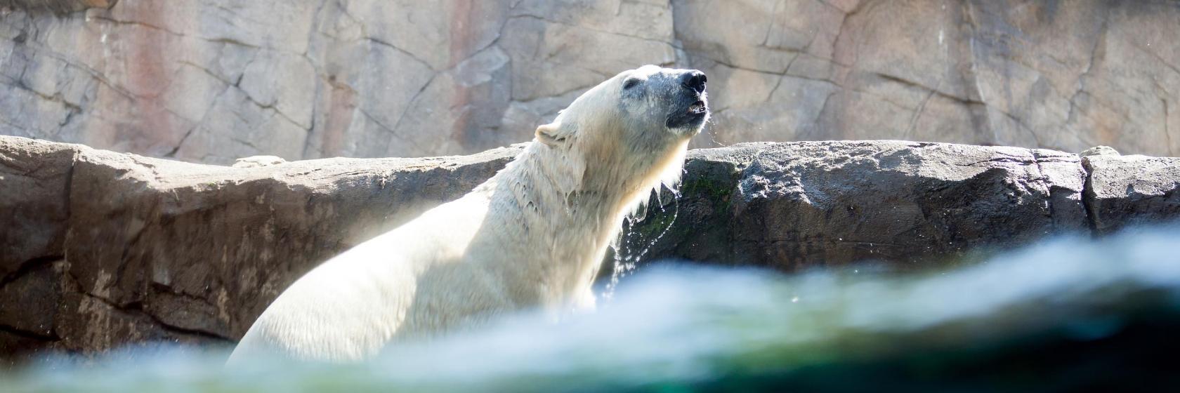 Zoológico de Hannover